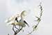 Birds Photography-Copyright © 2011 Dewakar Chandran birds photography