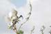 Birds Photography-Copyright © 2011 Dewakar Chandran birds photography