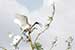 Birds Photography-Copyright © 2011 Dewakar Chandran birds photography