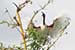 Birds Photography-Copyright © 2011 Dewakar Chandran birds photography